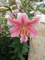 [5232 Sorbonne NES No02.JPG]